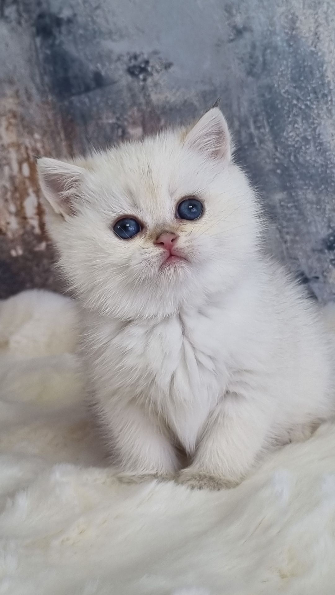 Британські золоті кошенята