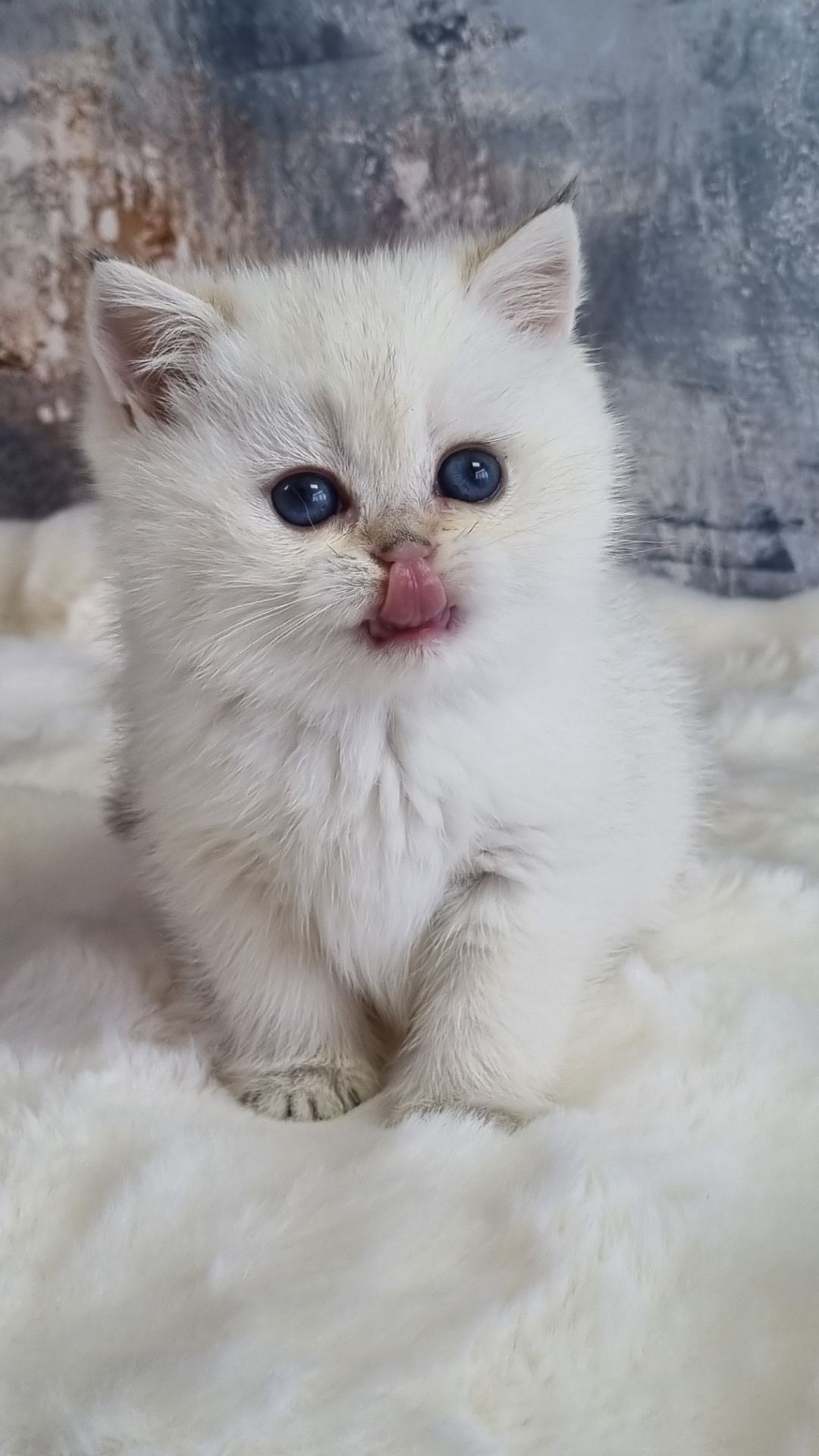 Британські золоті кошенята