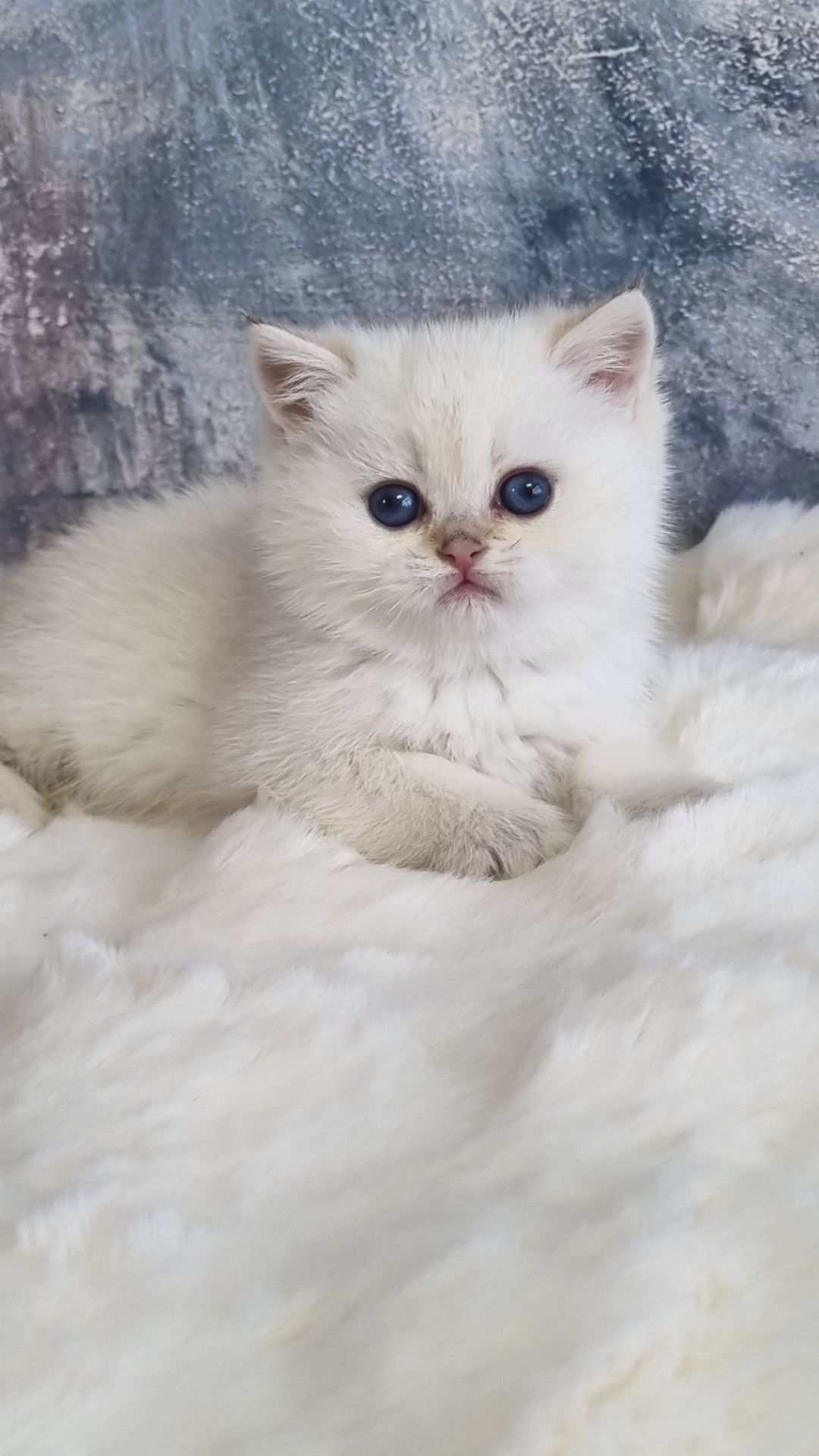 Британські золоті кошенята