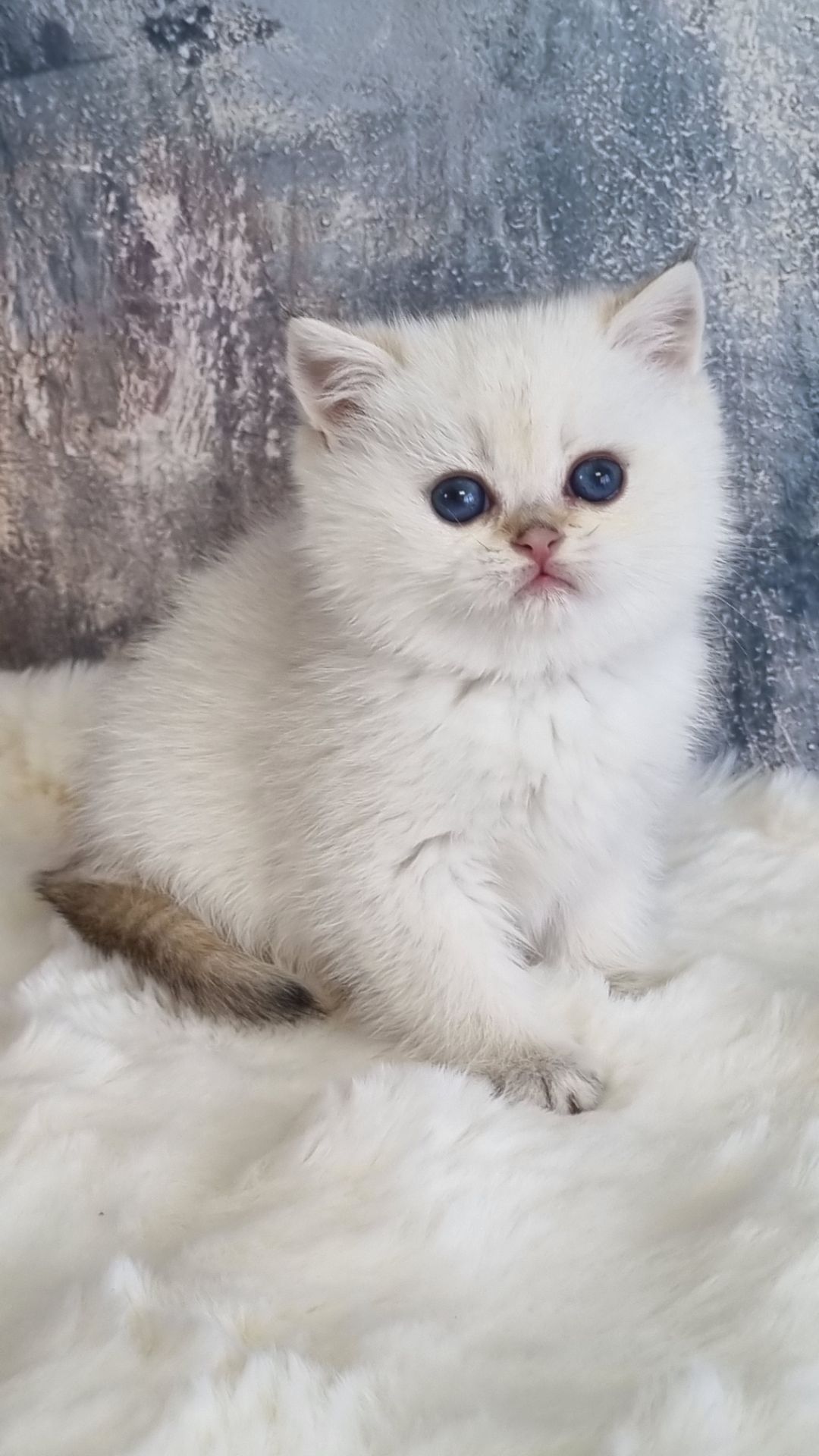 Британські золоті кошенята