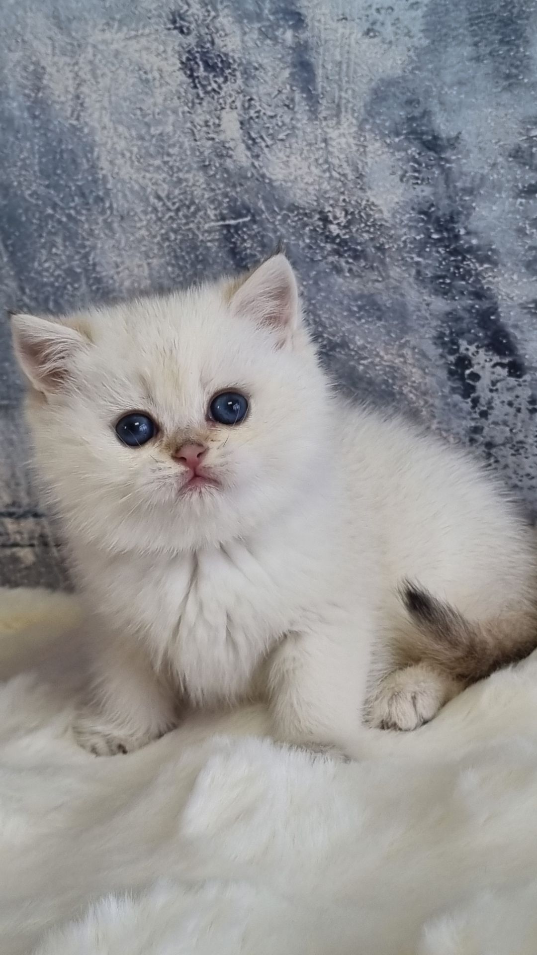 Британські золоті кошенята