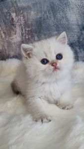 Британські золоті кошенята