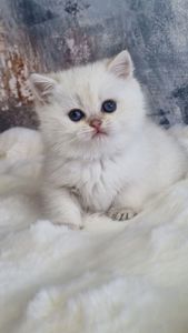 Британські золоті кошенята