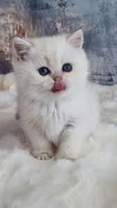 Британські золоті кошенята