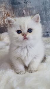 Британські золоті кошенята