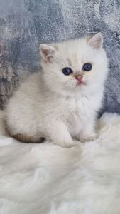 Британські золоті кошенята