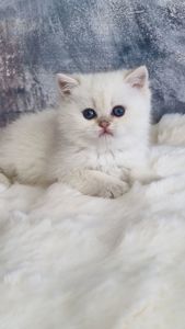 Британські золоті кошенята