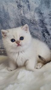 Британські золоті кошенята