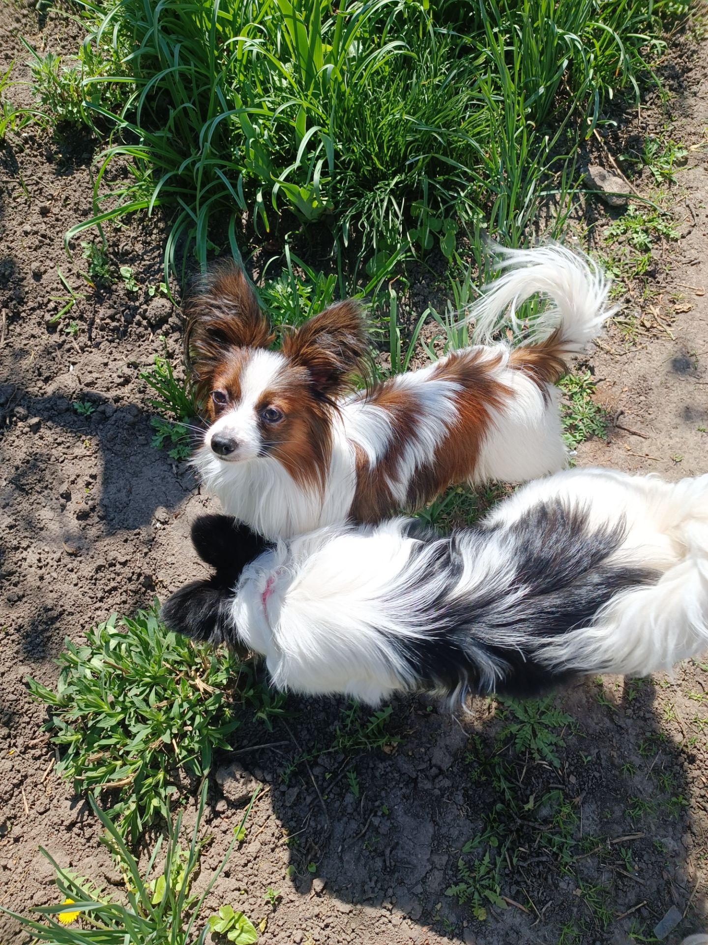 В'язка папійон/папільон/papillon