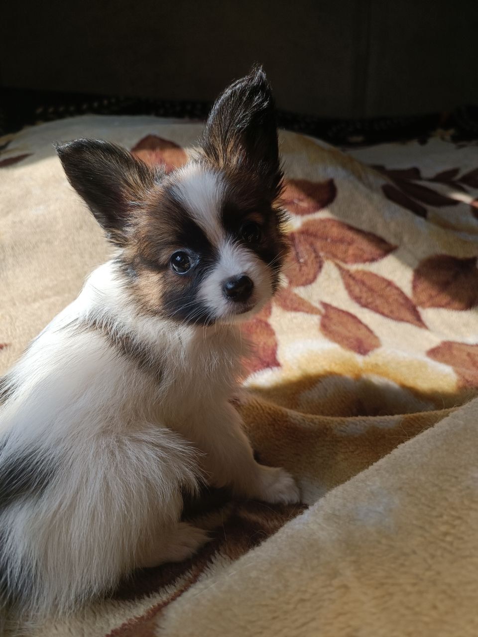 В'язка папійон/папільон/papillon