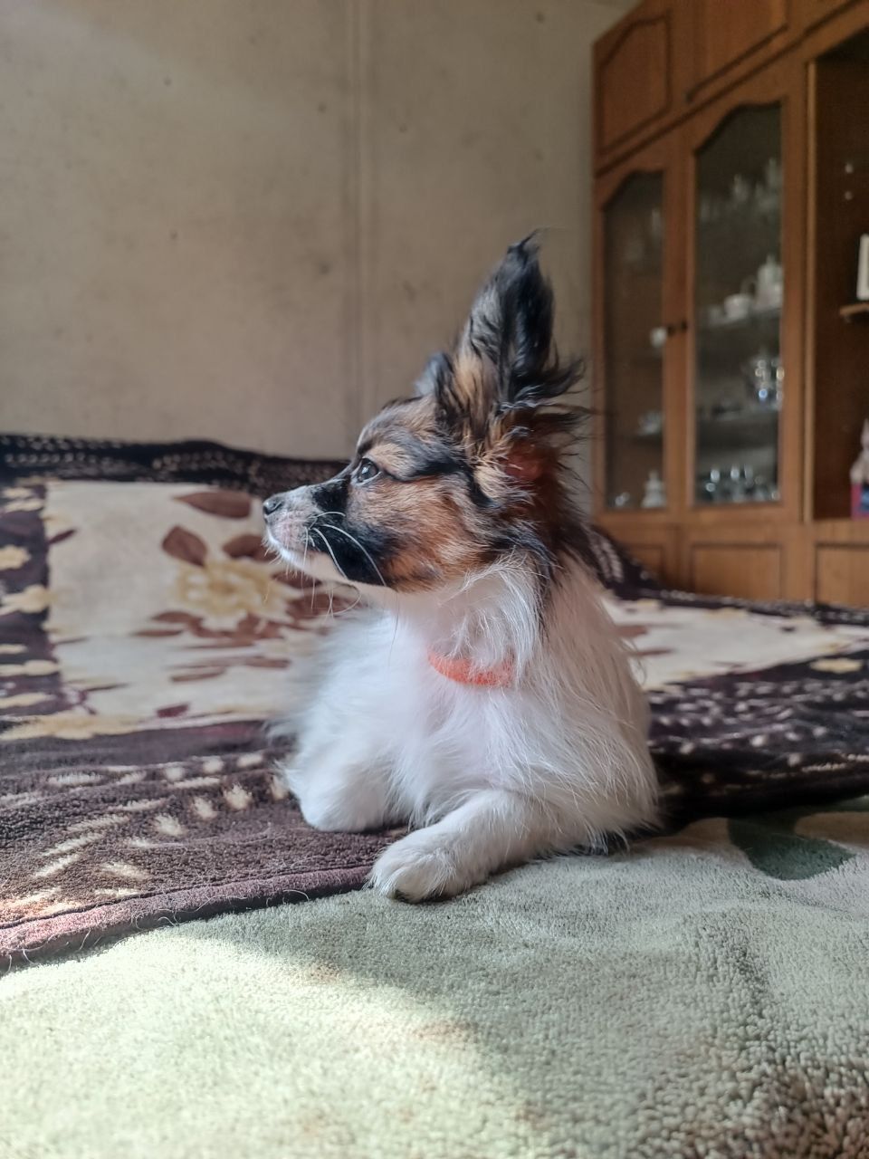 В'язка папійон/папільон/papillon