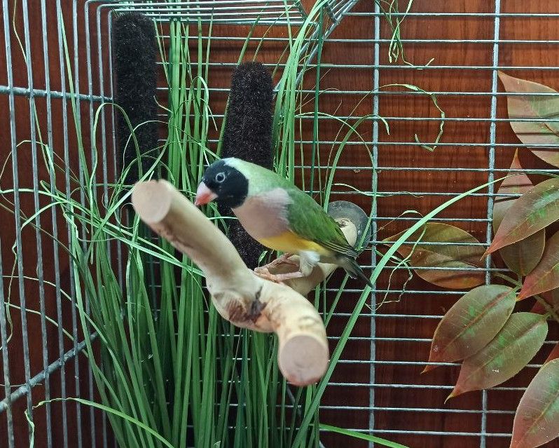 Гульдові амадини