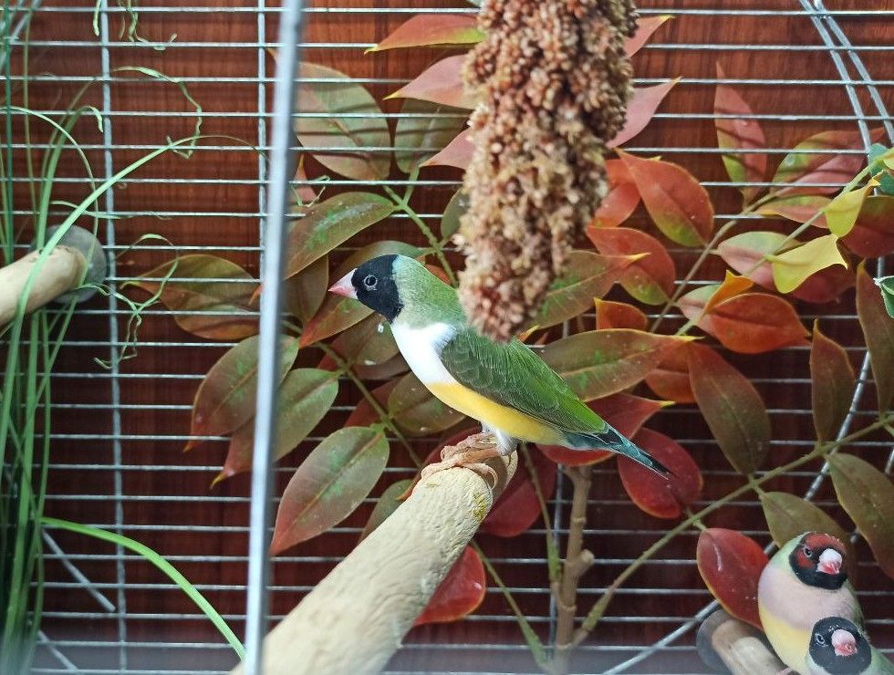 Гульдові амадини