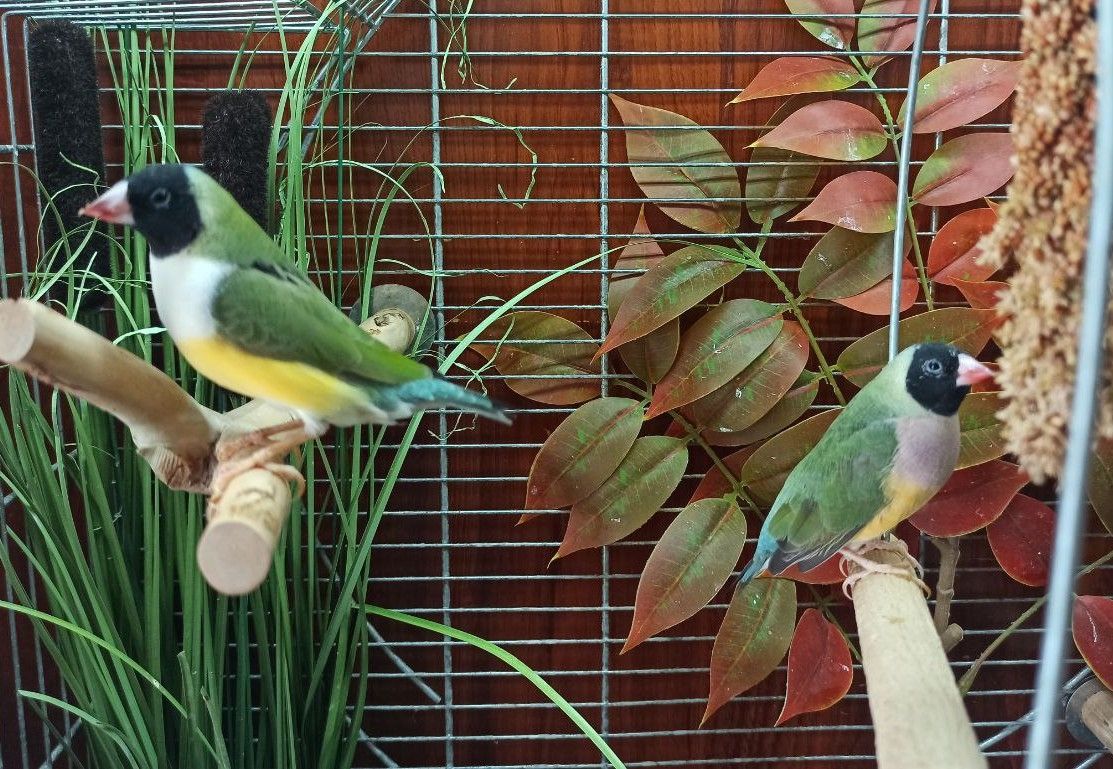 Гульдові амадини