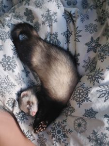 Тхір, хлопчик, для в’язки