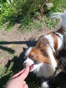 В'язка папійон/папільон/papillon