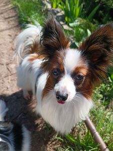 В'язка папійон/папільон/papillon