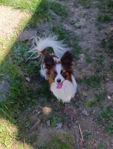 В'язка папійон/папільон/papillon