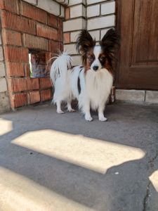 В'язка папійон/папільон/papillon