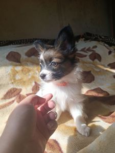 В'язка папійон/папільон/papillon