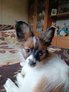 В'язка папійон/папільон/papillon