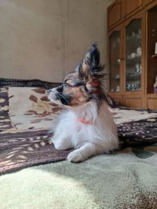 В'язка папійон/папільон/papillon