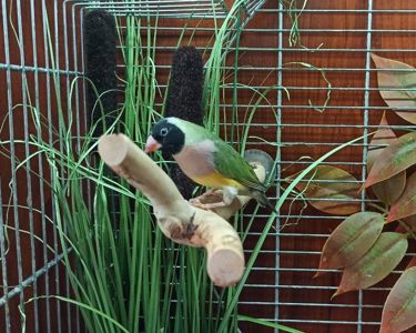 Гульдові амадини