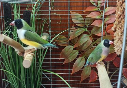 Гульдові амадини