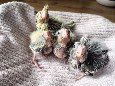 Корели, молоденьки