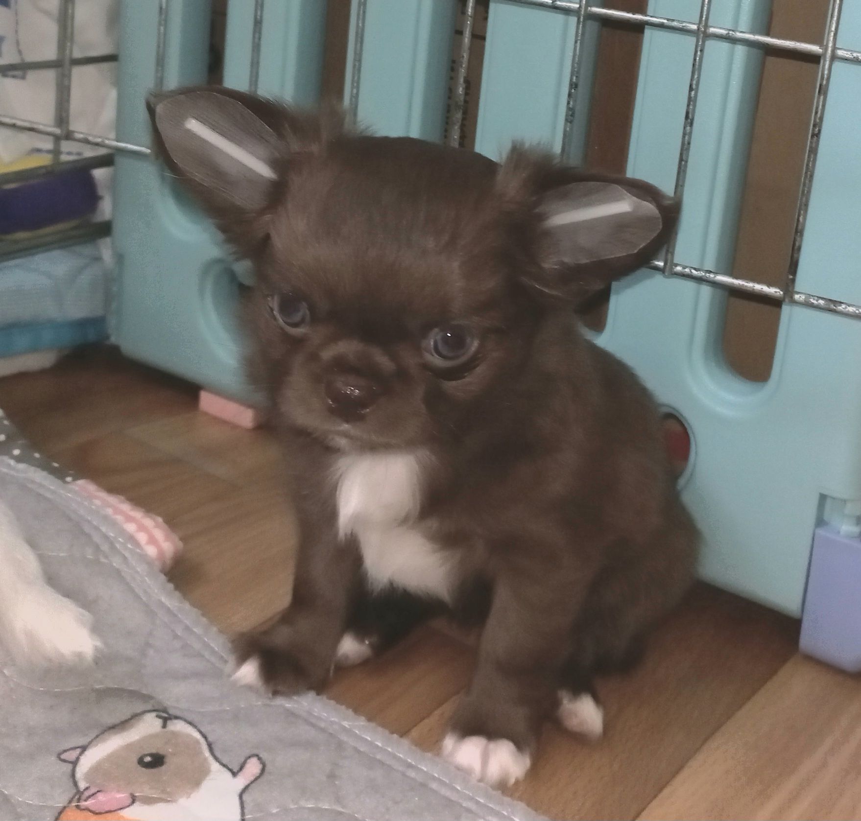 Крутезна чихуахуа КСУ