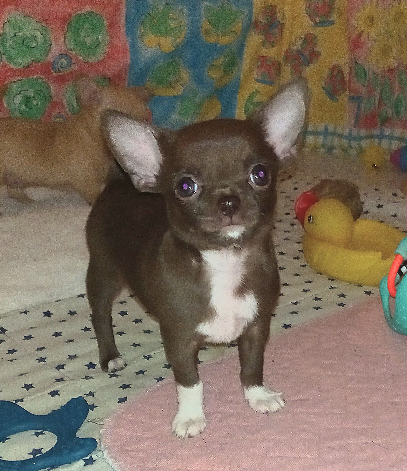 Маленька шоколадка КСУ