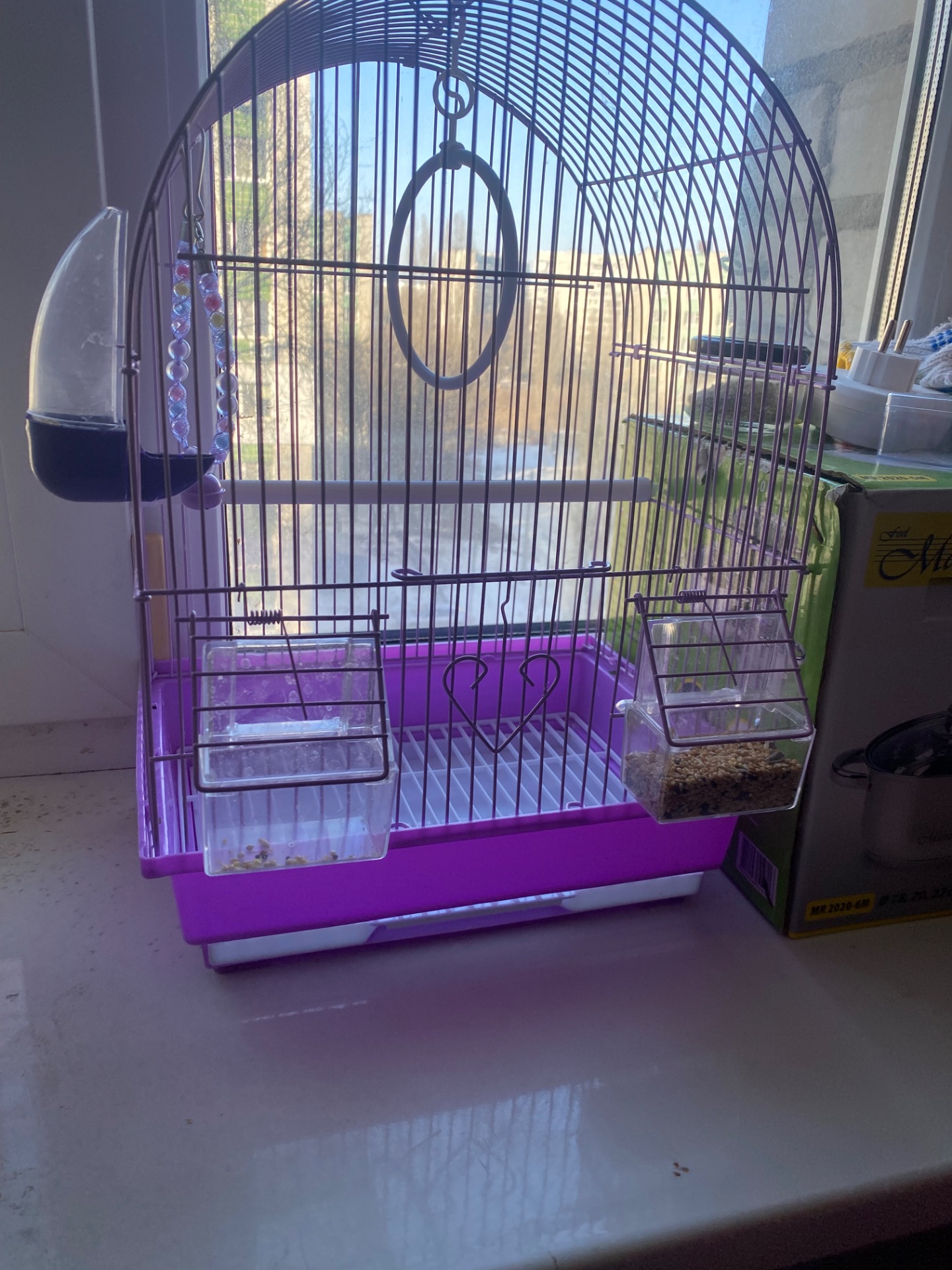 Амадінка хлопчик