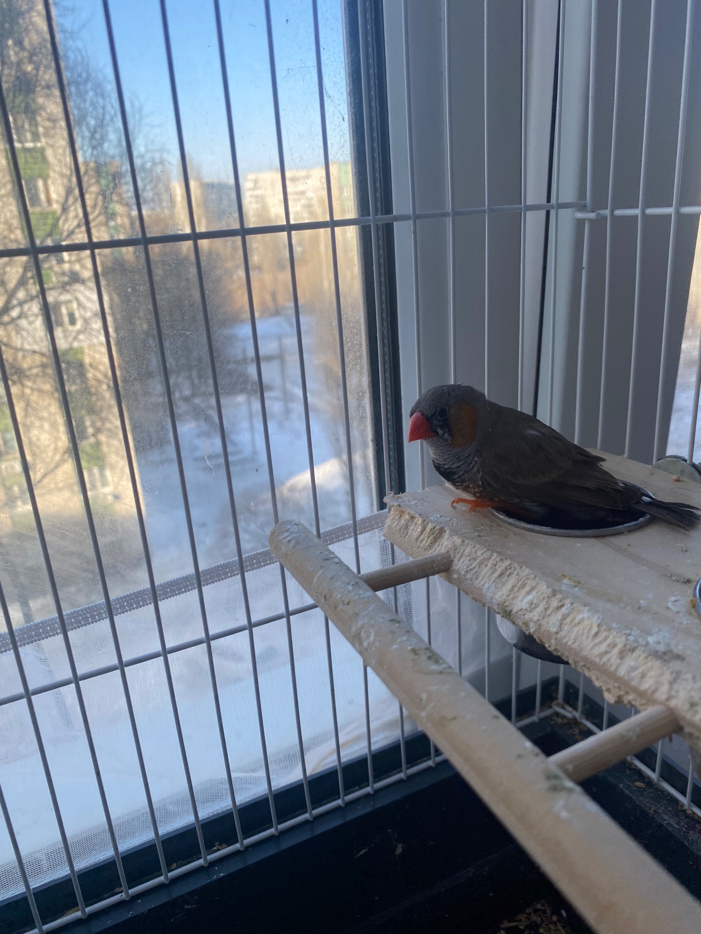 Амадінка хлопчик