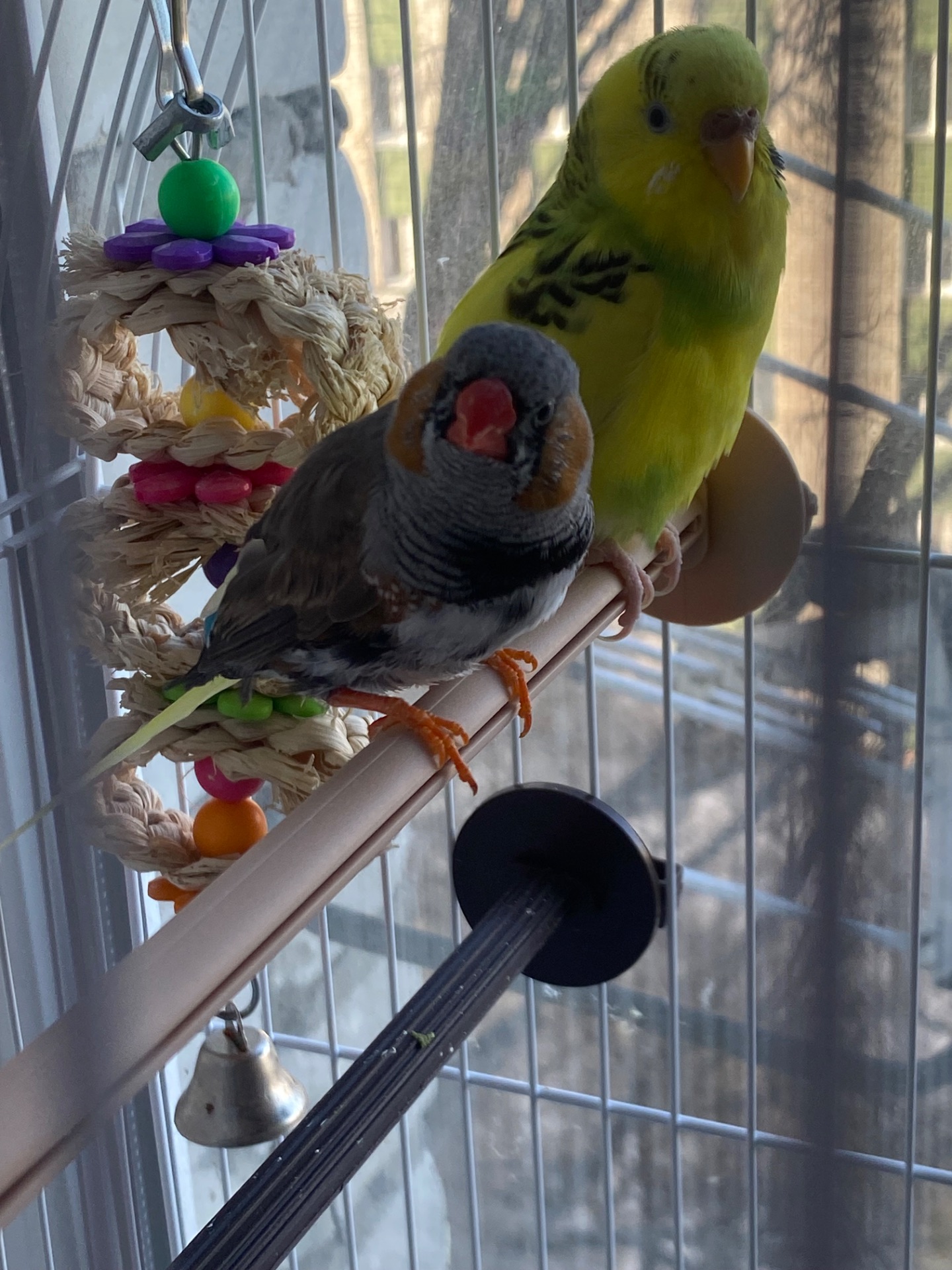 Амадінка хлопчик