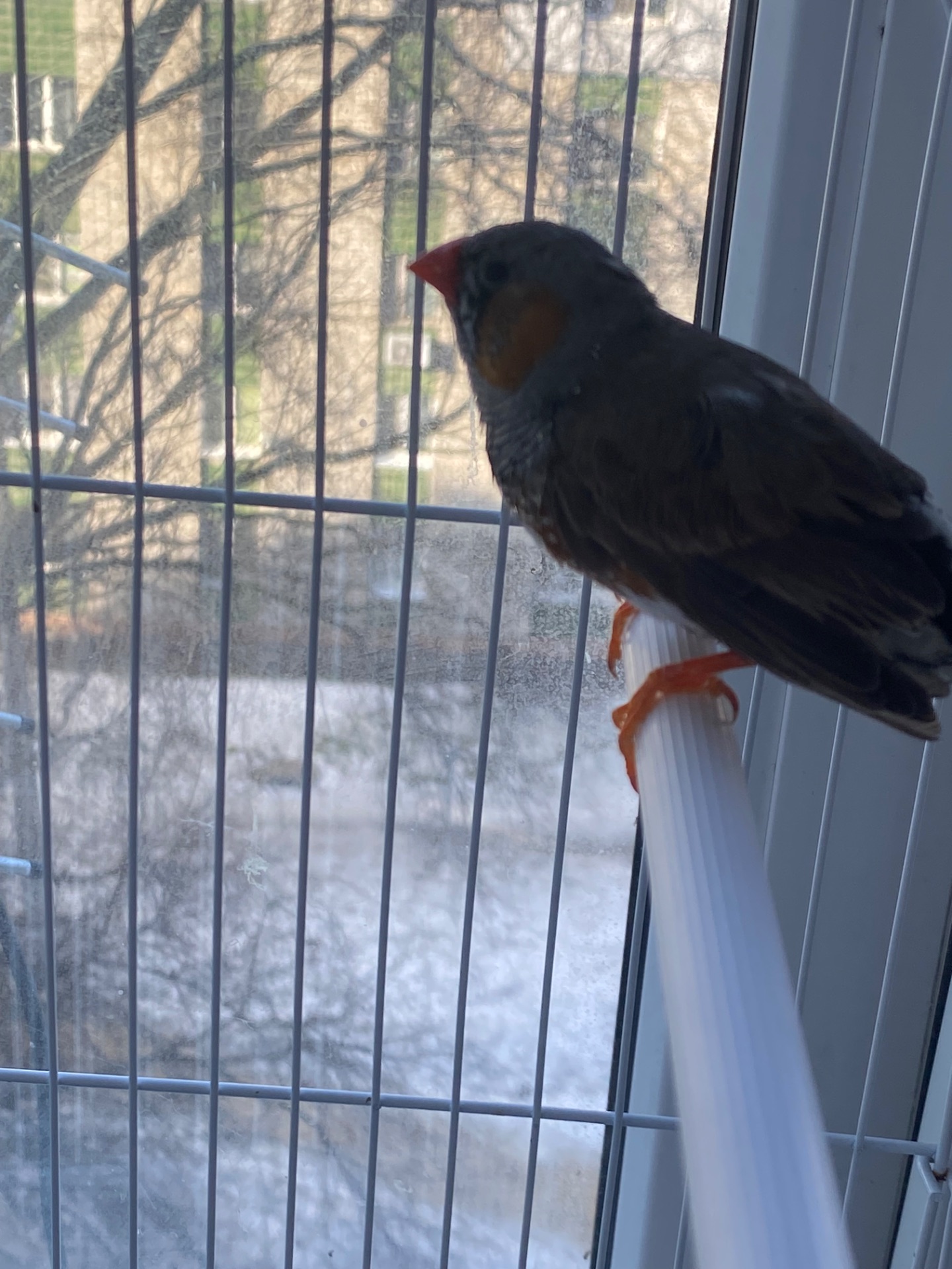 Амадінка хлопчик