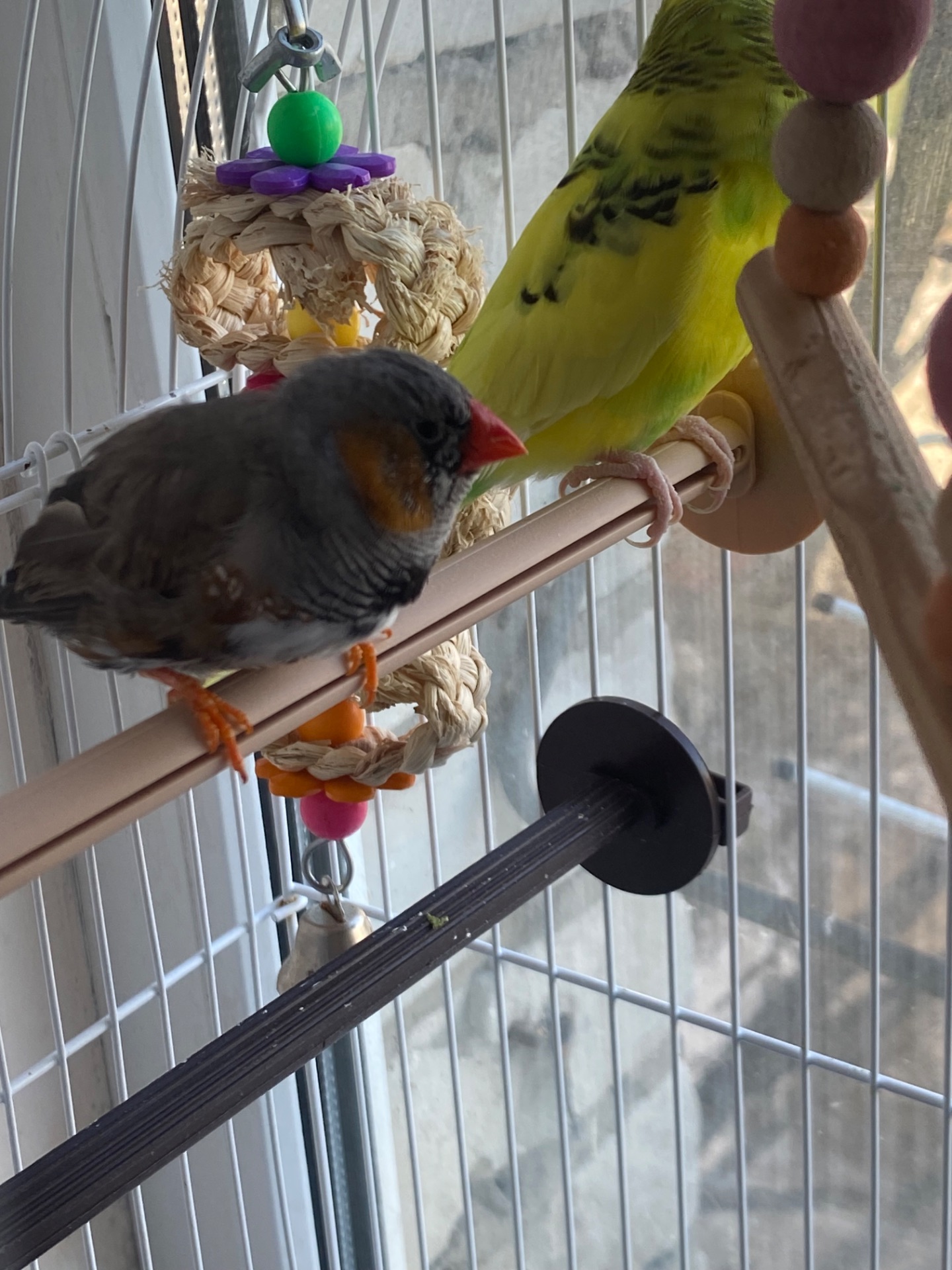 Амадінка хлопчик