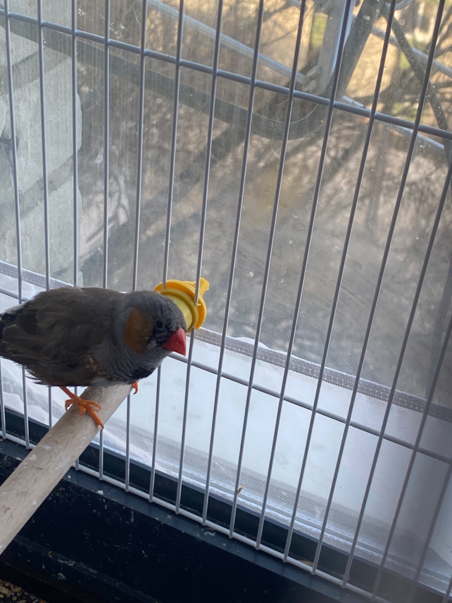 Амадінка хлопчик