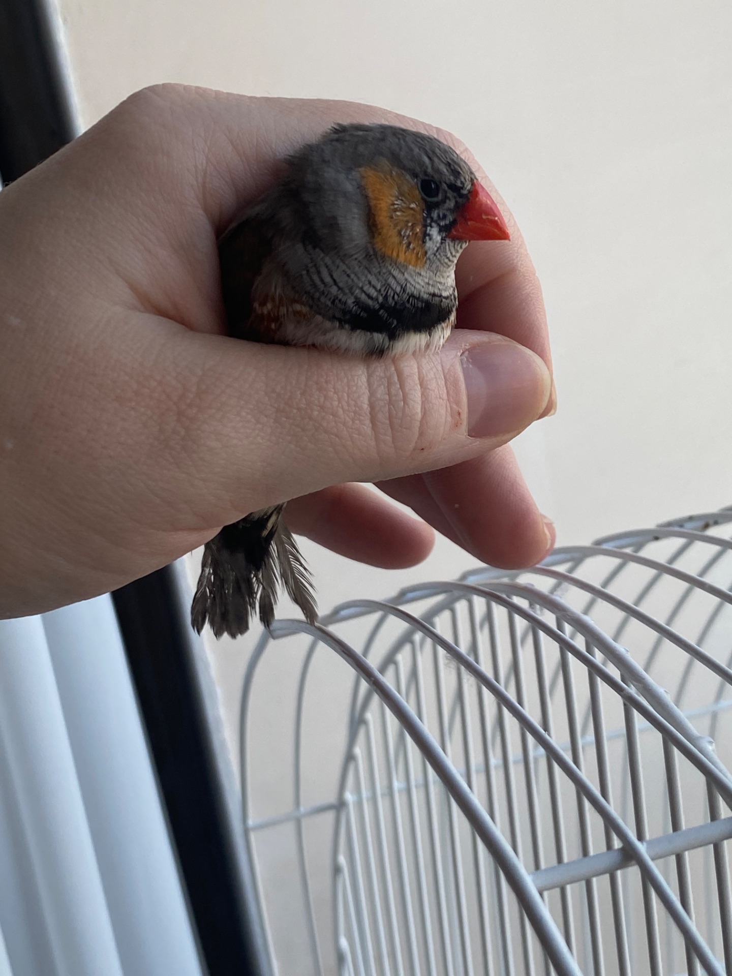 Амадінка хлопчик