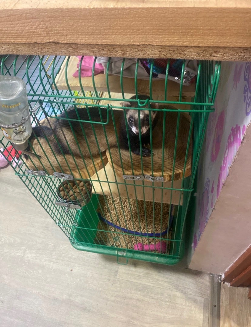 Тхорик Чуча, самиця