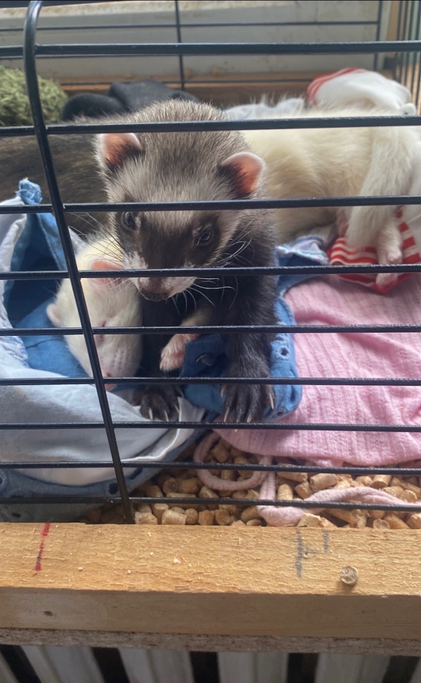 Тхорик Чуча, самиця