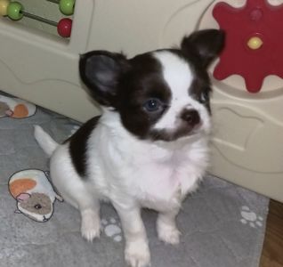 Чихуахуа КСУ