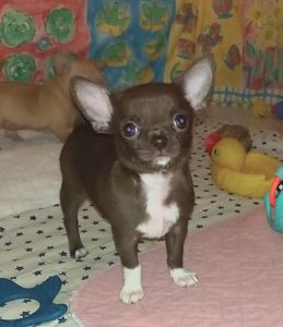 Маленька шоколадка КСУ