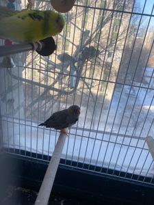 Амадінка хлопчик