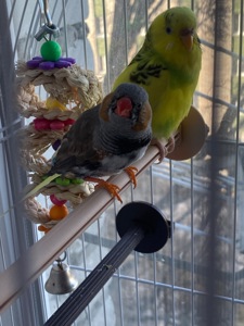 Амадінка хлопчик