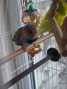 Амадінка хлопчик