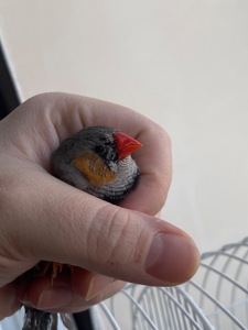 Амадінка хлопчик