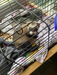 Тхорик Чуча, самиця