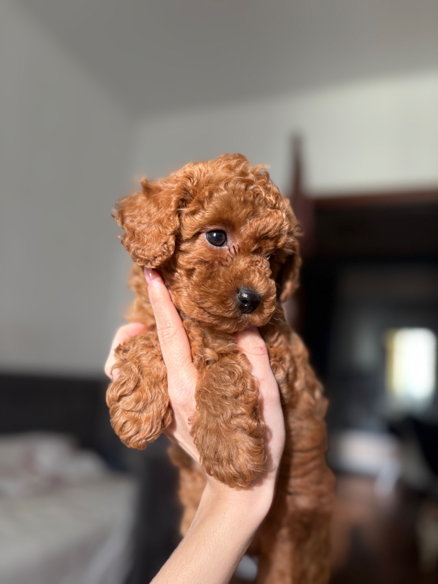 Продаються цуценя той пуделя