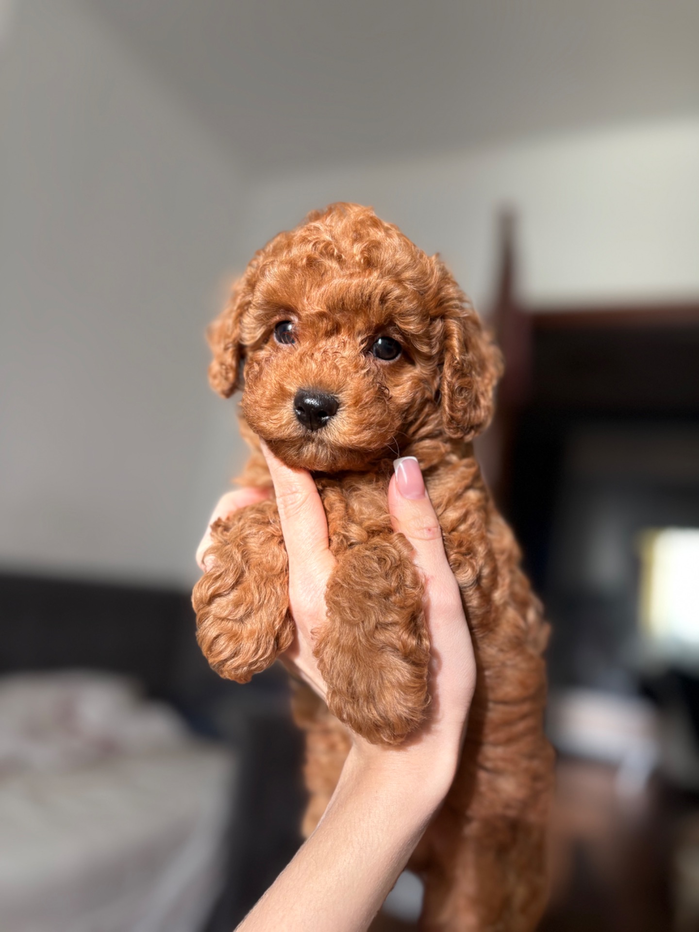 Продаються цуценя той пуделя