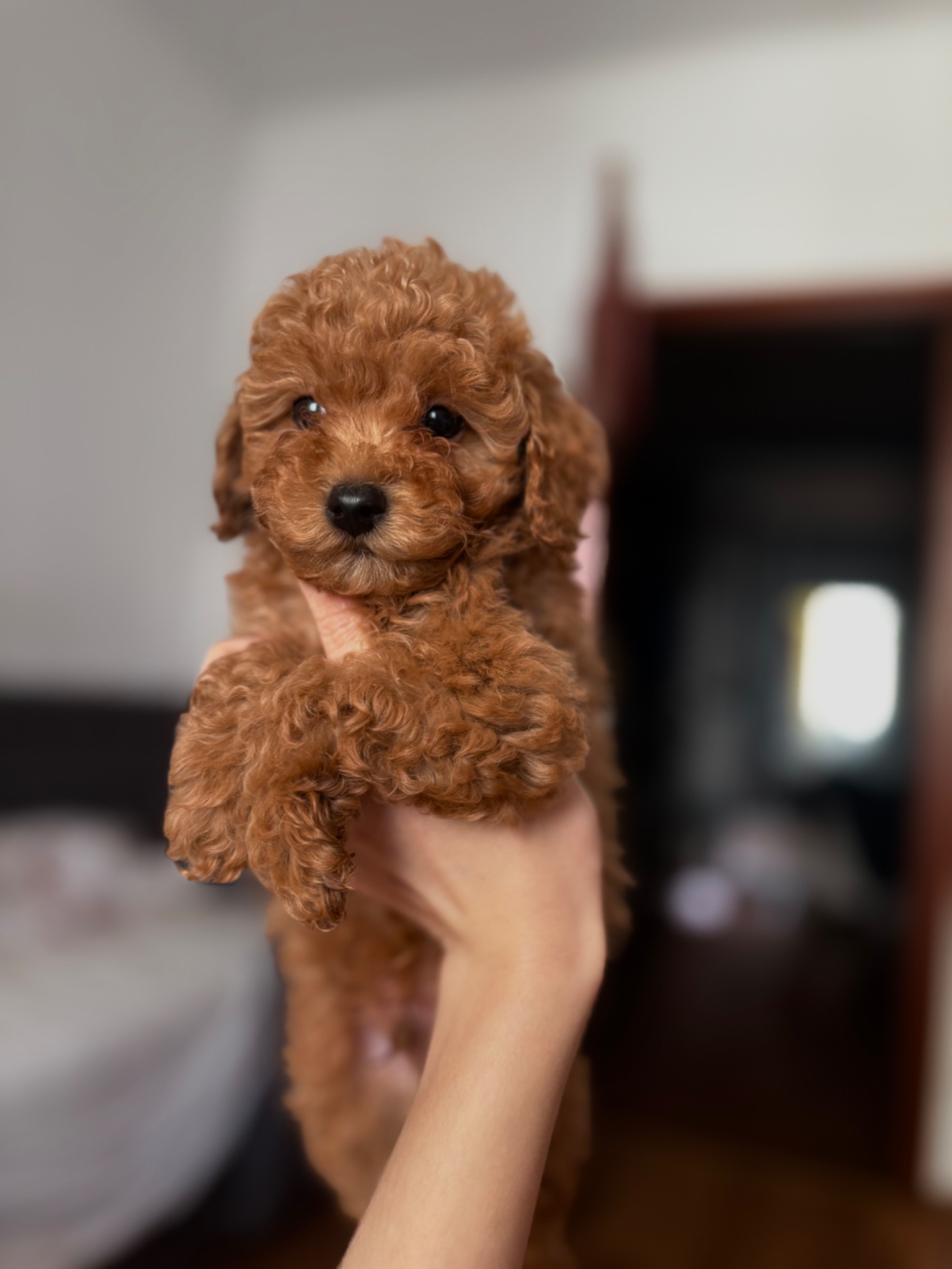 Продаються цуценя той пуделя